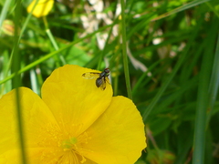 Herina parva
