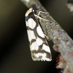 Scaptesyle dichotoma