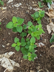 Ballota nigra