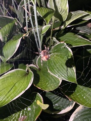 Araneus trifolium