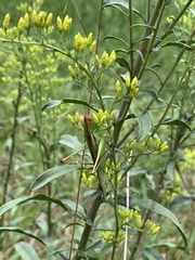 Orchelimum pulchellum