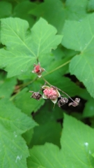 Rubus parviflorus