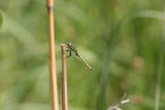 Erythemis collocata