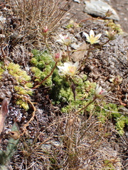 Saxifraga bryoides