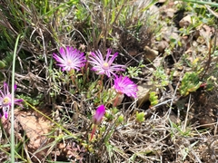 Lampranthus peacockiae