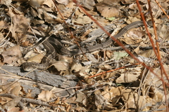 Thamnophis elegans vagrans