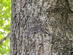 Catocala nupta