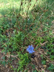 Cichorium intybus