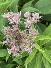 Eutrochium maculatum