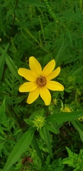 Bidens polylepis
