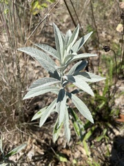 Artemisia ludoviciana