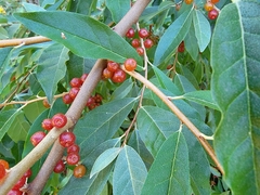 Elaeagnus umbellata