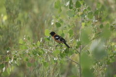 Pheucticus melanocephalus