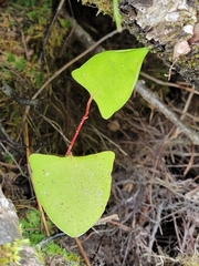 Fallopia