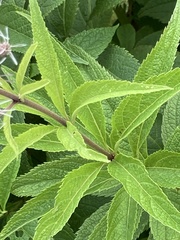 Eutrochium maculatum