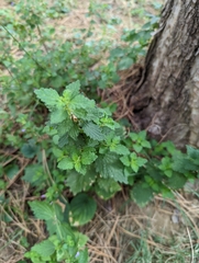 Ballota nigra