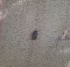 Armadillidium vulgare
