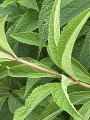 Eutrochium maculatum