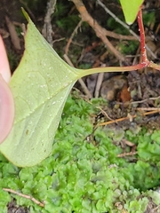 Fallopia