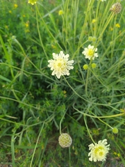 Scabiosa ochroleuca