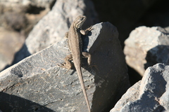 Sceloporus cowlesi