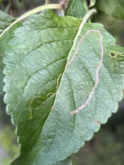 Lyonetia clerkella