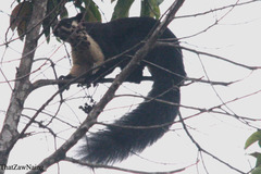 Ratufa bicolor