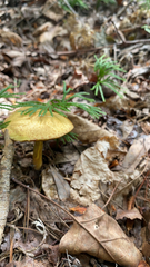 Suillus americanus
