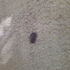 Armadillidium vulgare