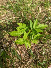 Sambucus nigra