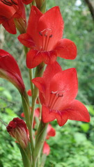 Gladiolus