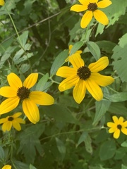 Rudbeckia triloba