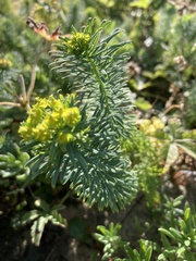 Euphorbia cyparissias