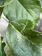 Lyonetia clerkella