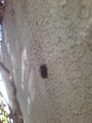 Armadillidium vulgare