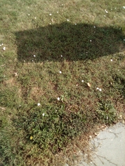 Convolvulus arvensis