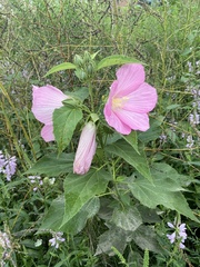 Hibiscus moscheutos