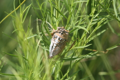 Megatibicen dealbatus