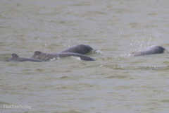 Orcaella brevirostris