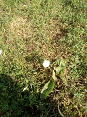 Convolvulus arvensis
