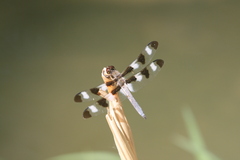 Libellula pulchella