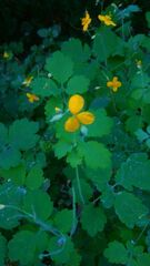 Chelidonium majus