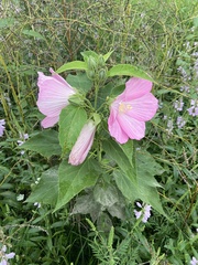 Hibiscus moscheutos