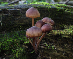 Mycena haematopus