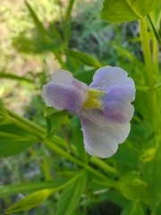 Mimulus ringens