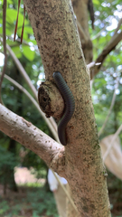 Narceus americanus