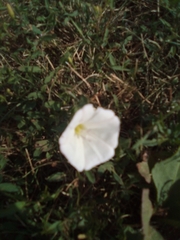Convolvulus arvensis