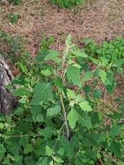 Chenopodium album