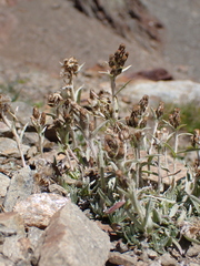 Gnaphalieae