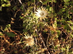 Carlina hispanica